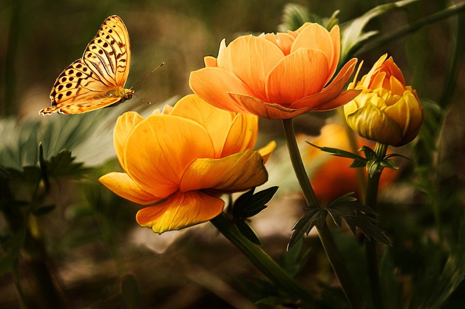 Quels sont les outils indispensables d'un bon jardinier ?