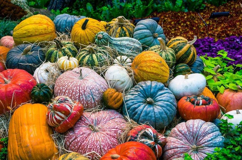 Cultiver un potager sain et respectueux de l'environnement